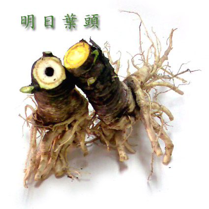明日葉頭