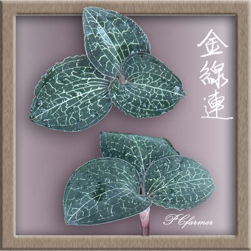 金線連鮮品近照